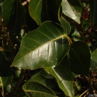 Ficus arnottiana (Miq.) Miq.